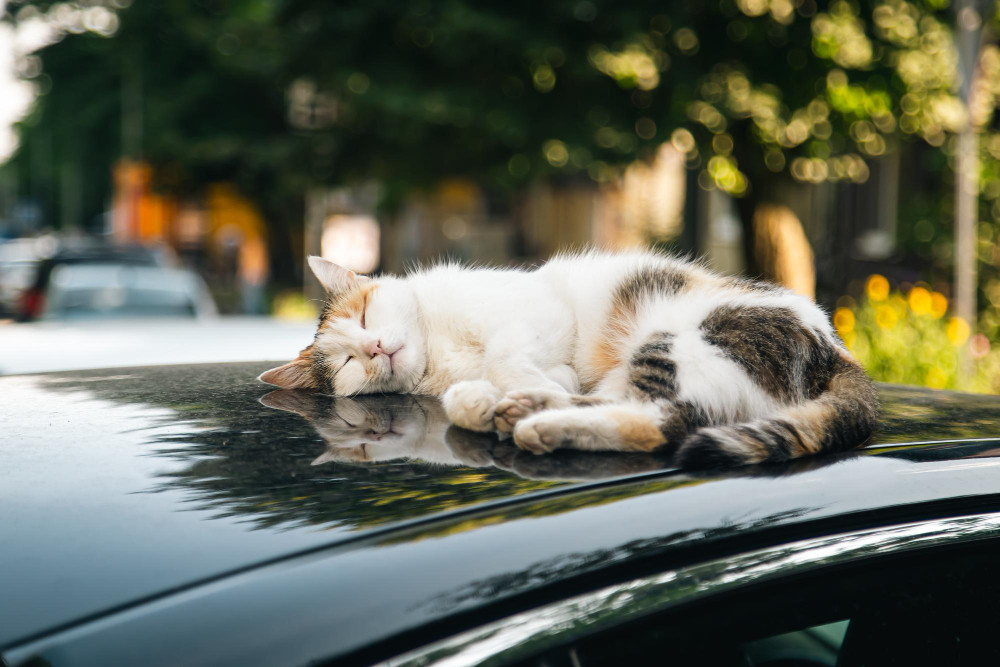 From safety to insurance claims: Handling an animal collision with your car