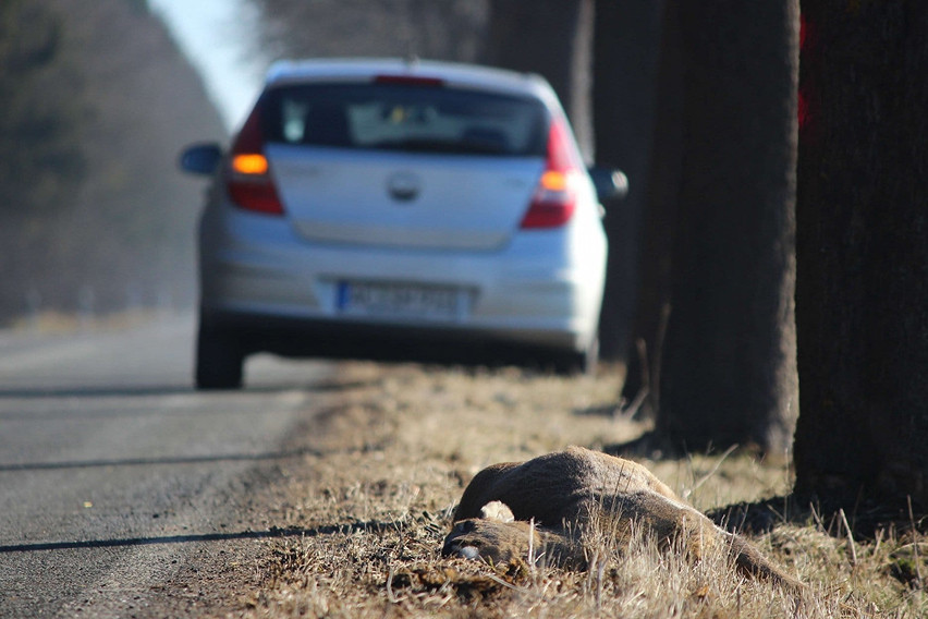 Animal Collision